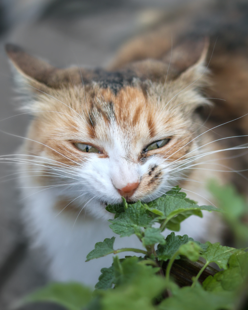 Les plantes d'intérieur pour nos animaux