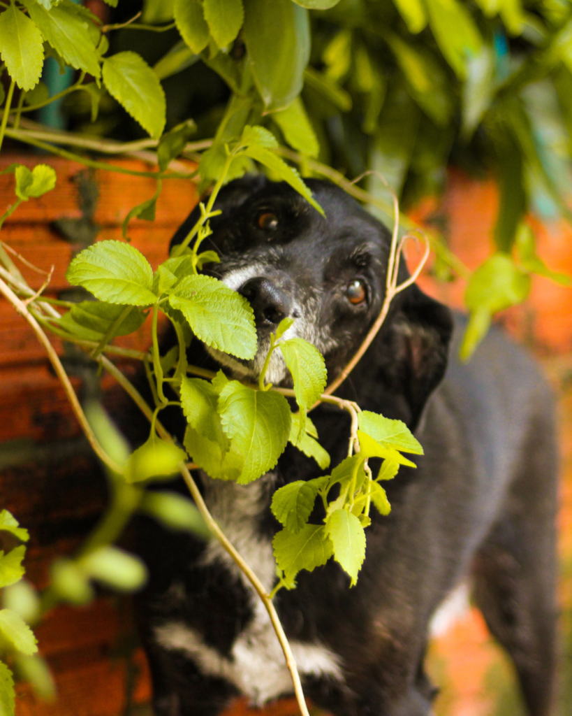 Les plantes d'intérieur pour nos animaux