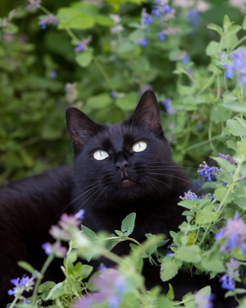 Les plantes d'intérieur pour nos animaux