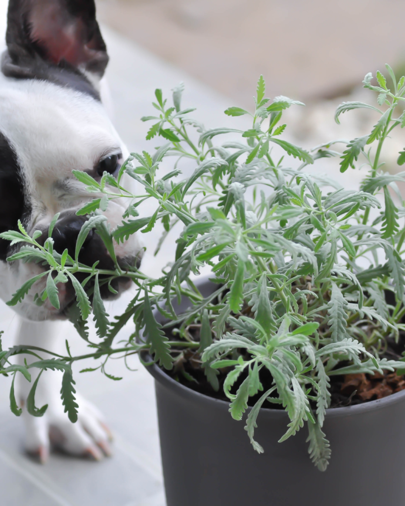 Les plantes d'intérieur pour nos animaux